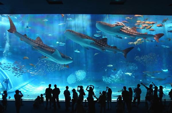 沖縄美ら海水族館「黒潮の海」大水槽画像