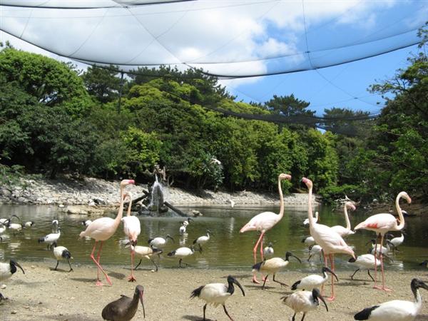 ネオパークオキナワでは熱帯の動物たちが放し飼い
