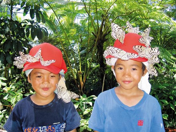 琉宮城蝶々園。本土では見られないオオゴマダラと遊ぶ