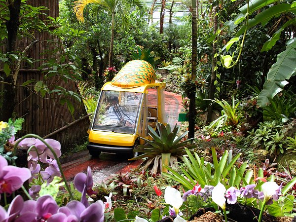 熱帯植物園を回るパイナップル号